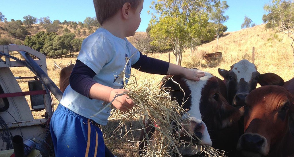 Little boy Sheppard 1,0 feeding the cattle
