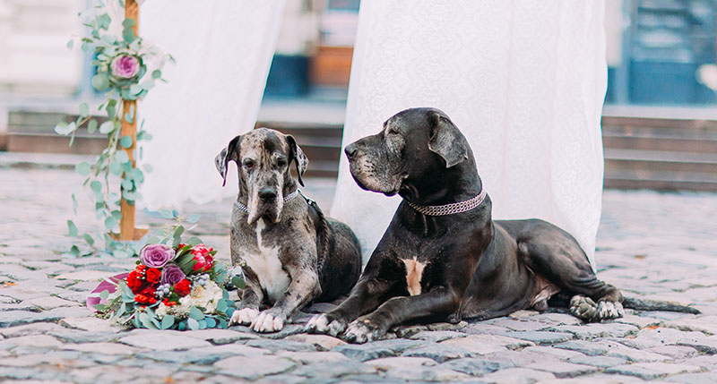 Pet dogs of the bride and groom at the wedding.