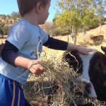 Little boy Sheppard 1,0 feeding the cattle