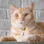 Caramel looking dapper in his own Photobook pet tag.