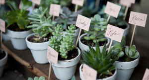 Plants And Succulents As Wedding Favours.